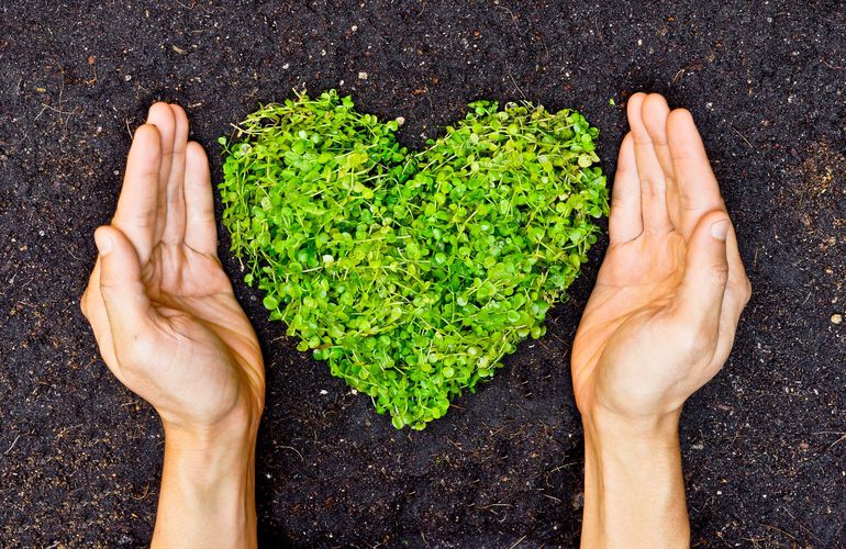 plant shaped like a heart between two hands